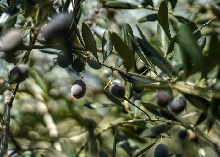 La Rocca * סן ברתולומיאו אל מארה